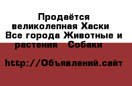 Продаётся великолепная Хаски - Все города Животные и растения » Собаки   